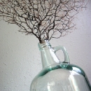 Sea Fan
