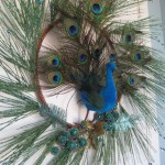 Peacock Wreath