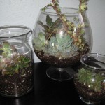 Succulents in Vases